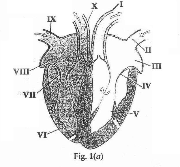 BECE SCIENCE 2024 FIG 1(a)