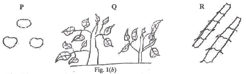 BECE SCIENCE 2024 FIG 1(b)